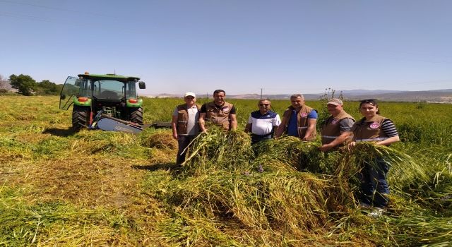 Manisa Karışımı Yem Bitkisi Verimleri Yüzleri Güldürüyor