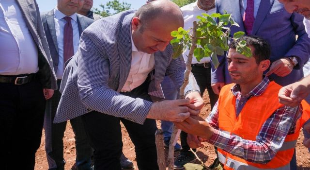 100 bin ağaçlık fıstık aşılama çalışması başlatıldı