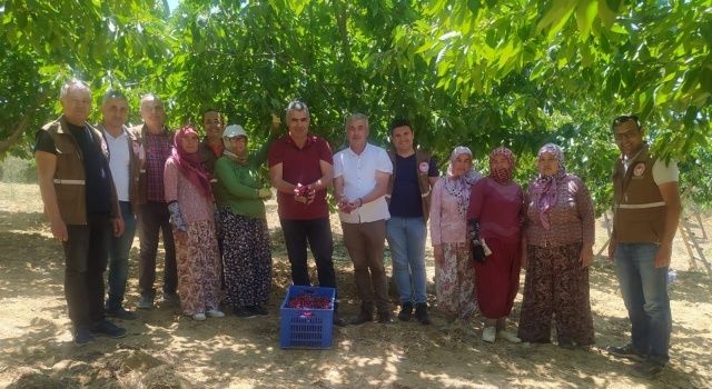 Arabacıbozköy’de Kiraz Hasadı Devam Ediyor