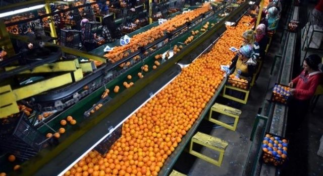 Avrupa’da Ret Edilen Meyve ve Sebzelerin Yüzde 60 Türkiye’den