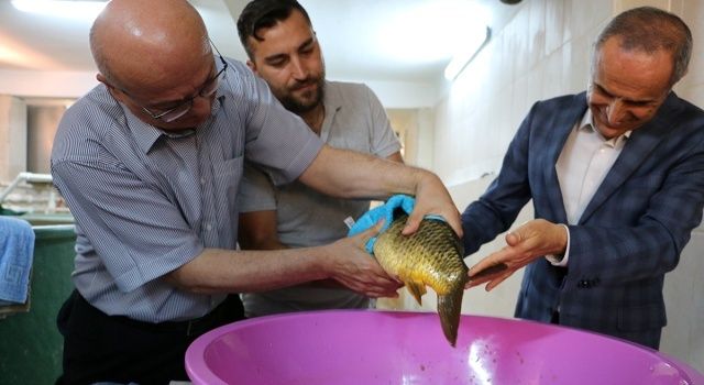 Bolu Gölköy Üretim İstasyonunda Sağım Başladı