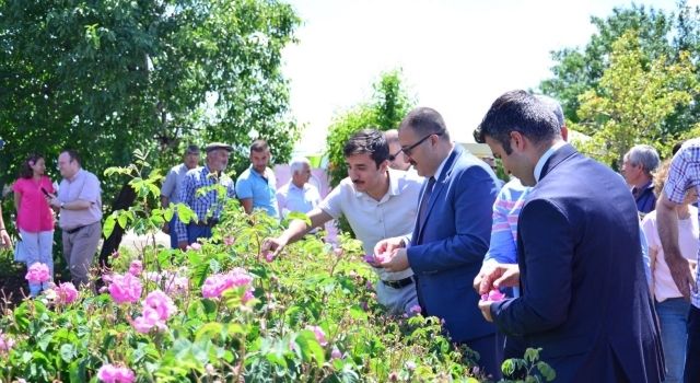 Denizli Çardak’ da Yağlık Gül Hasadı Başladı