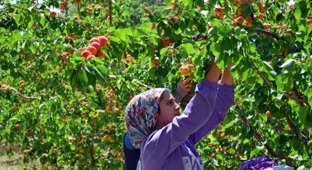 Denizli’de Erkenci Kayısı Hasadı Başladı