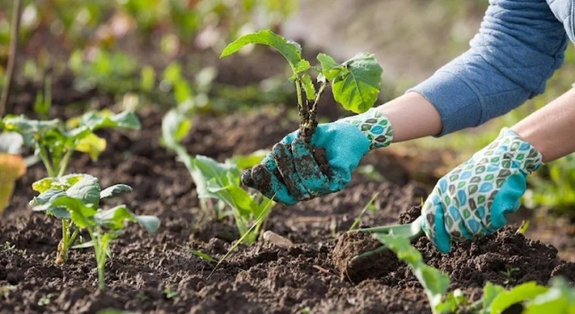 FAO Uyardı: Çiftçiler Üretim Artışından Vazgeçer, İthalat Faturası Kabarır