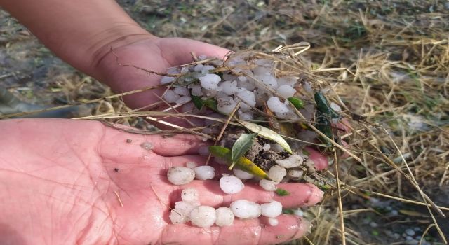 Kuvvetli Sağanak ve Dolu Yağışı Tarım Ürünlerine Zarar Verdi