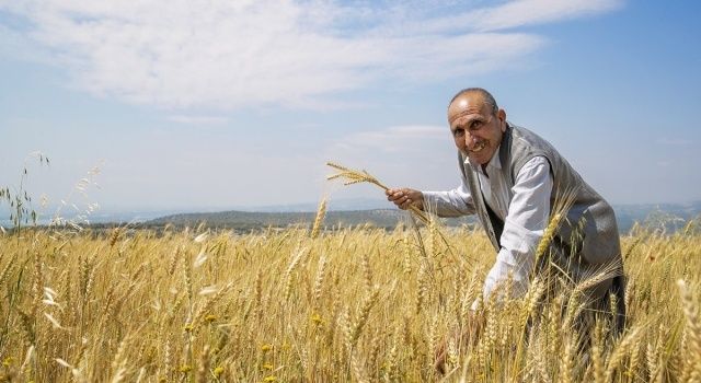 Mersin Büyükşehir’den 100 Üreticiye Kuraklığa Dayanıklı 5 Bin Kilo Ekmeklik Buğday Tohumu