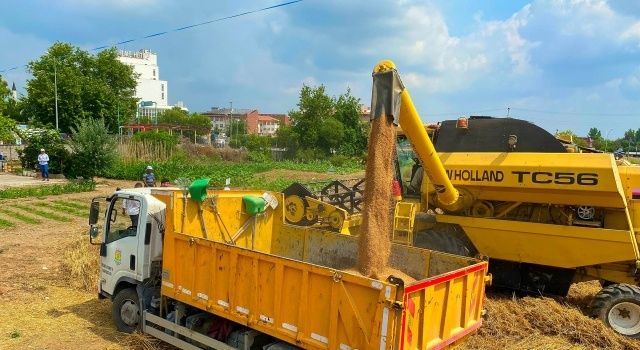 Rekoltesi Düşen Buğdayda Çiftçi 2 Bin TL Prim İstiyor