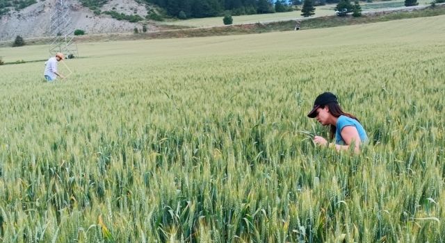 Süne Mücadelesi Kapsamında Surveyler Devam Ediyor