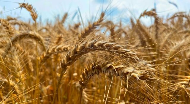 Türkiye Venezüela’da buğday üretecek
