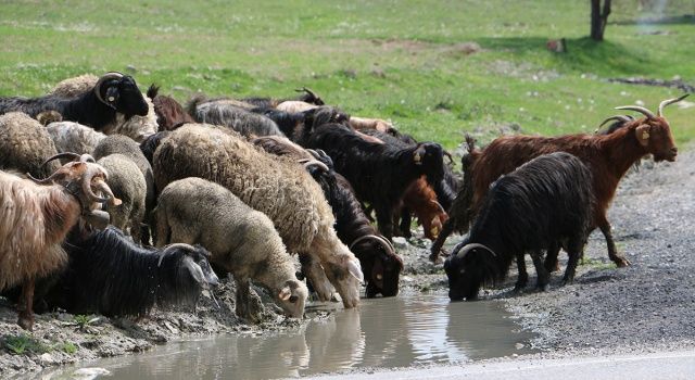 Üreten Bolu’ya Destek Ödemeleri Devam Ediyor