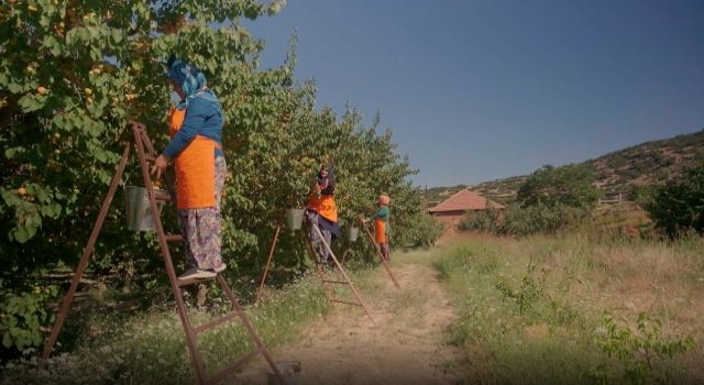 Antalyalı Kadın Üreticilerin Meyveleri Migros Raflarında