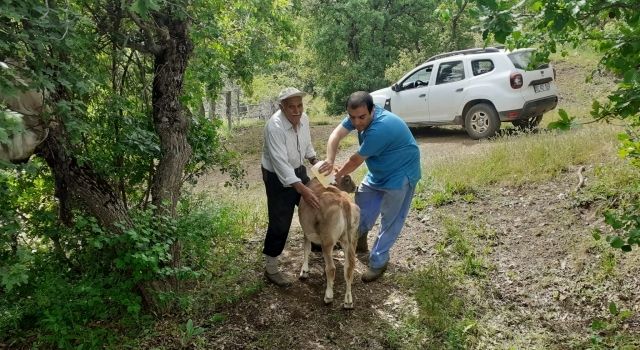 Keneye Karşı 61 Bin 450 Büyükbaş Hayvan İlaçlandı