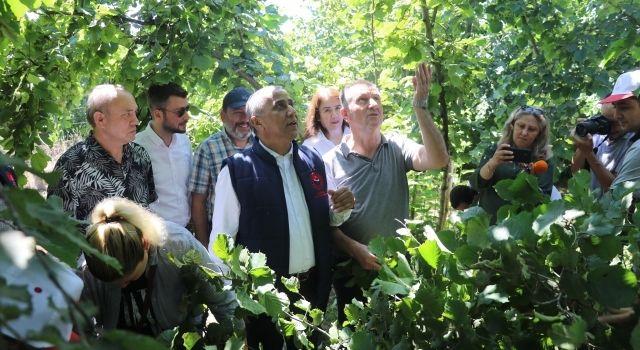 Samsun’da Fındık Rekolte Tahmini Arazi Çalışmaları Devam Ediyor