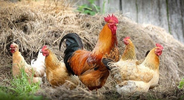 Tavuk Eti Üretimi Yüzde 11,6 Arttı