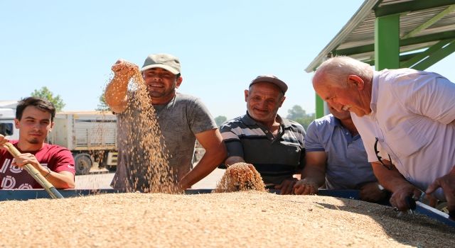 Toprak Mahsulleri Ofisi (TMO) Bolu'da Alımlara Başladı