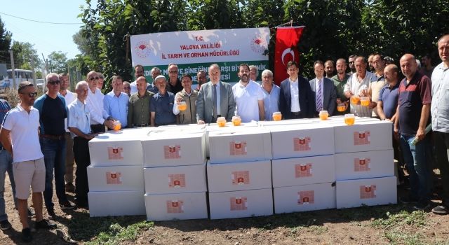 Akdeniz Meyve Sineği İle Biyoteknik Mücadele Amacıyla Altınova’lı Çiftçilere 1.580 Adet Feromon Ve Tuzak Dağıtıldı