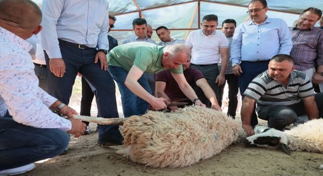 Başkan Zolan çoban kepeneği giydi, koyun kırktı