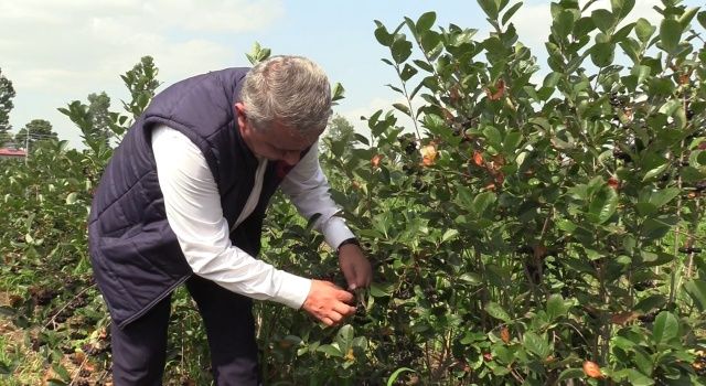 Çarşamba’da Aronia Hasat Etkinliği