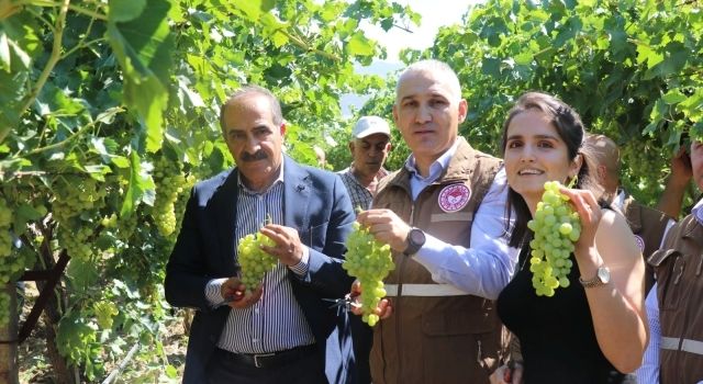 Çekirdeksiz Sultani üzümü ihracat yolcusu