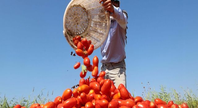 Efeler Belediyesi’nden Domates Hasadı