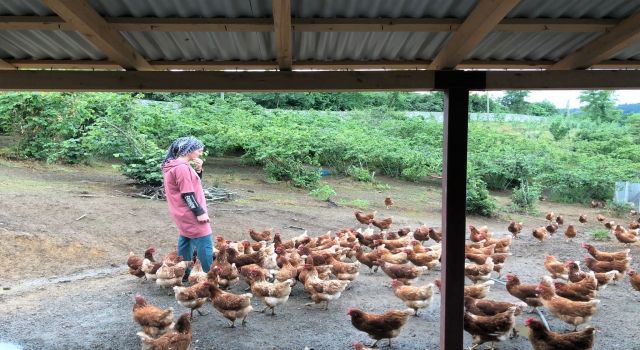 Giresun’da Fındık Altı Yumurta Tavukçuluğu Yaygınlaşıyor