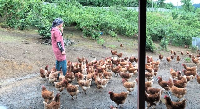 Giresun’da Fındık Altı Yumurta Tavukçuluğu Yaygınlaşıyor