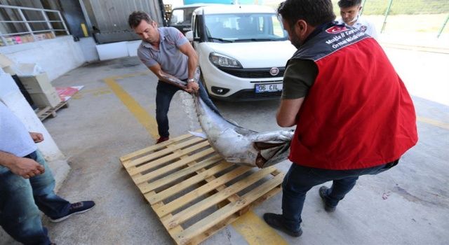 Kaçak 170 kg mavi yüzgeçli Orkinos yakalandı