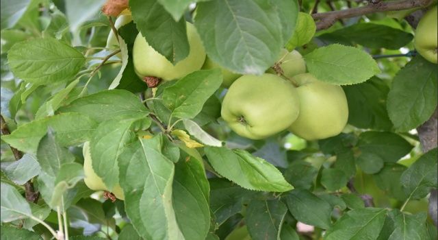 Kalecik’te erkenci elma hasadı