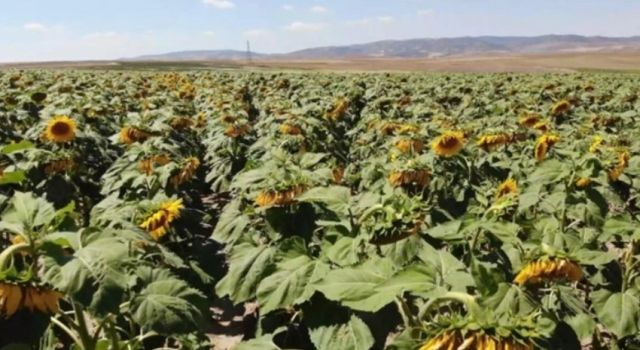 Konya Şeker yağlık ayçiçek fiyatı açıklandı