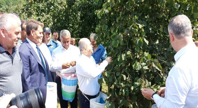 Ondokuzmayıs’ta Fındık Hasat Etkinliği