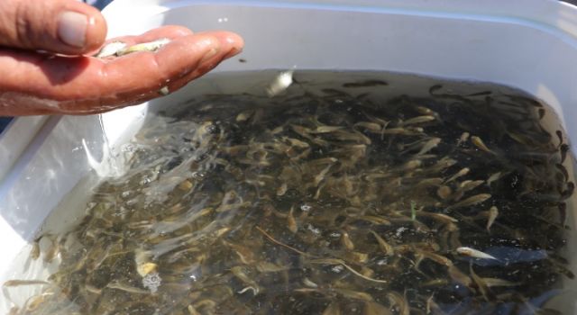 Samsun Sularına Rekor Sayıda Sazan Balığı Yavrusu Bırakıldı