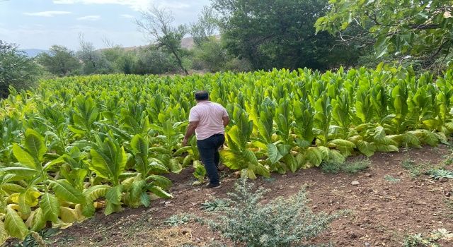 Şebinkarahisar’da Burley Tütünü İlk Hasadı Yapıldı