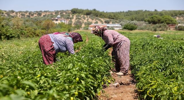 Sebze fideleri tarla oldu Bucalı üreticinin yüzü güldü