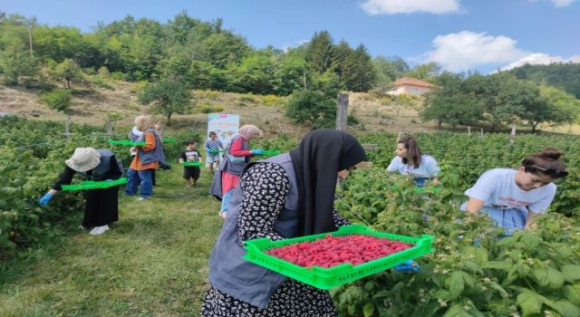 TİKA İş Birliğinde, Sırbistan'a Giden Türk Öğrenciler Ahududu Topladı