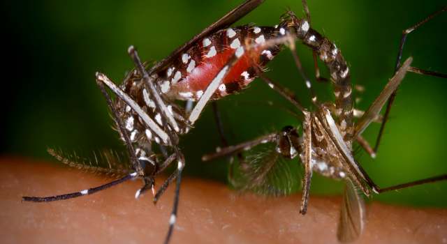 Zika virüsünü yayıyor! Aedes sivrisineği paniği