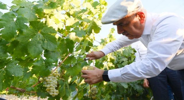 Bakan Kirişci, bağ bozumu festivaline katıldı