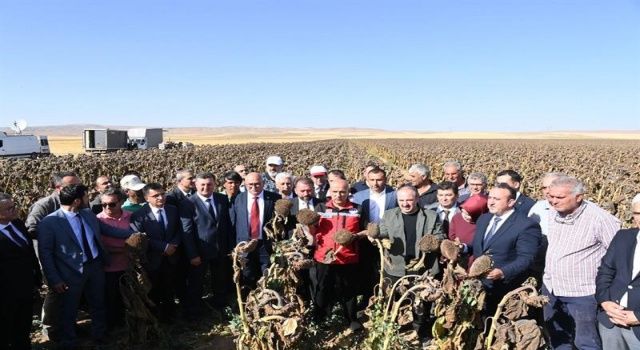 Bakan Kirişci ve Varank, Ayçiçeği hasadı etkinliğine katıldı