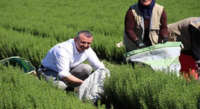 Başkan Büyükakın, biberiye hasadı yaptı