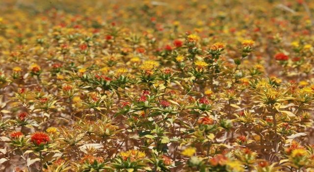 Büyükşehir’den buğday ve nohutun ardından aspir hasadı