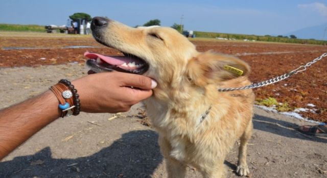 Çiftçinin alın terini sahiplendirilmiş köpekler koruyacak