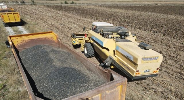 Çorum'da atıl arazilerde yağlık ayçiçeği hasadı yapıldı