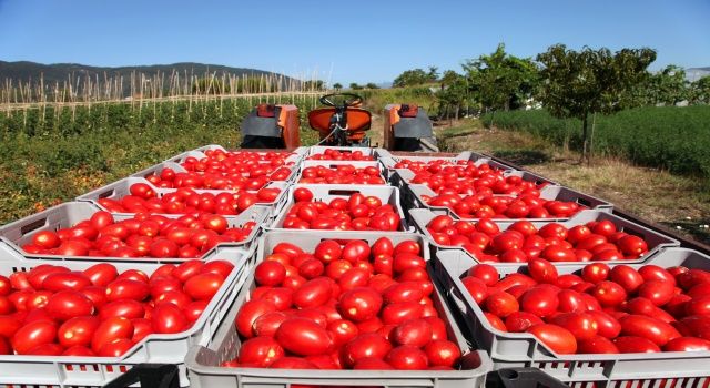 Domates konservesi ve salçası ihracatı devam ediyor