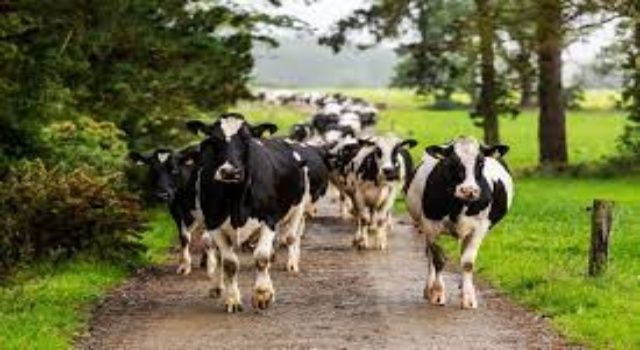 İrlandalı çiftçiler, iklim hedeflerine ulaşmak için sığırları öldürmeye zorlanabilir
