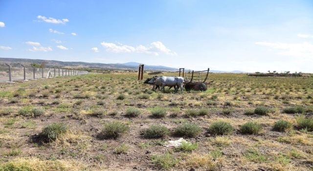 Manisa'da 'Kulavanta' güvenli hale geldi