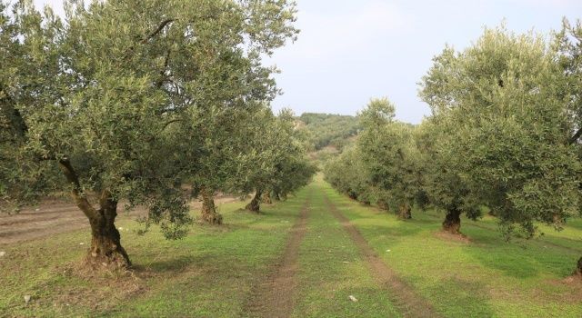 Marmarabirlik rekolte beyan alımlarına başlıyor