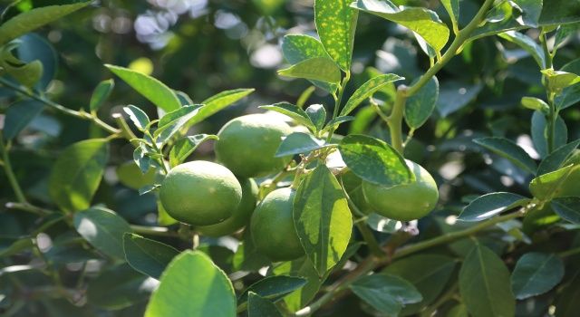 Yılın ilk limon hasadı başladı