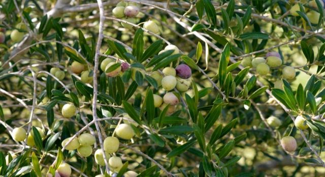 Zeytin bu yıl yüz güldürüyor