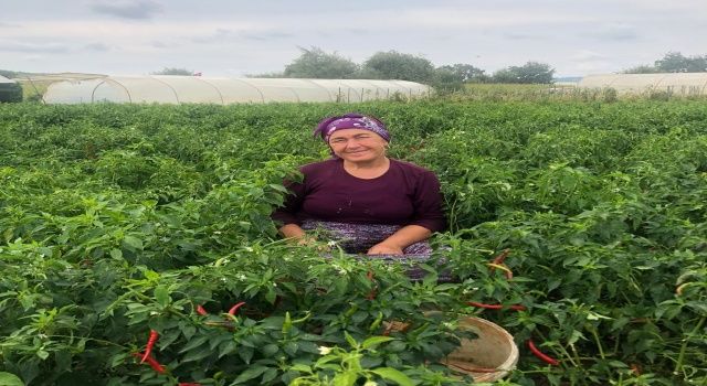 Beykozlu Kadın Çiftçi “Alım Garantili Tarım”ı Sevdi