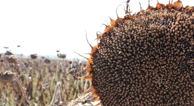 Bolu’da Ayçiçekleri Hasada Geldi