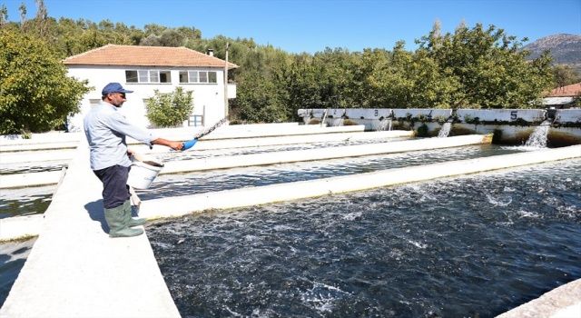 Büyükşehir alabalık üreticilerini de unutmadı